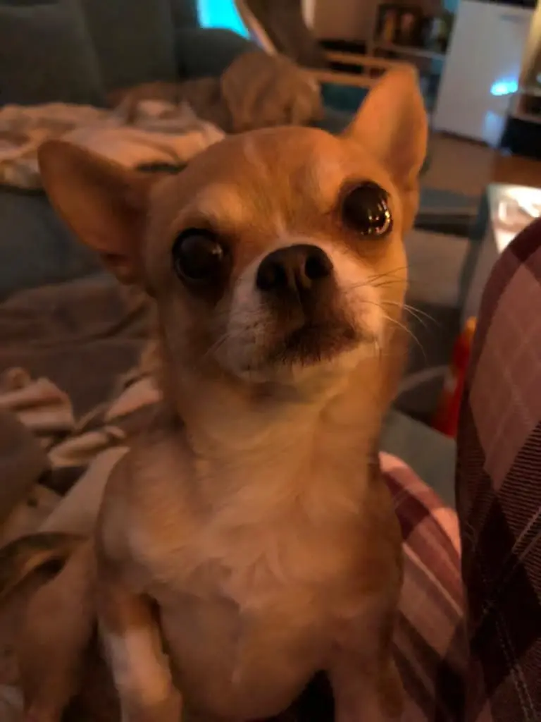 Andachtsbild von Katja