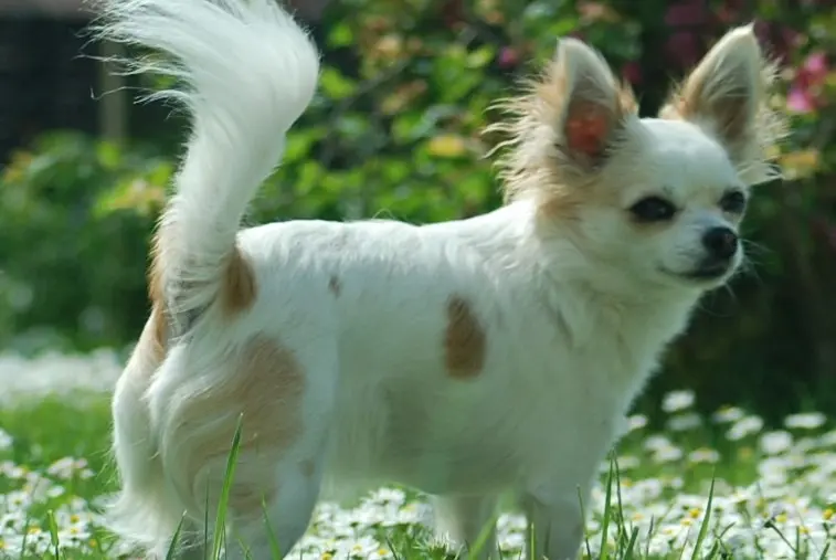 Andachtsbild von Petra + Meggy im Herzen