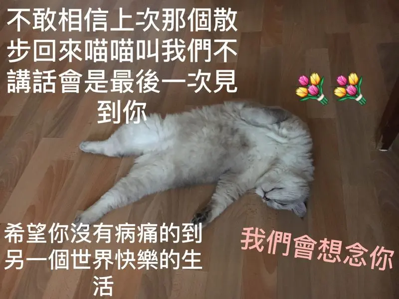 Condolence image of Vivian u Mike