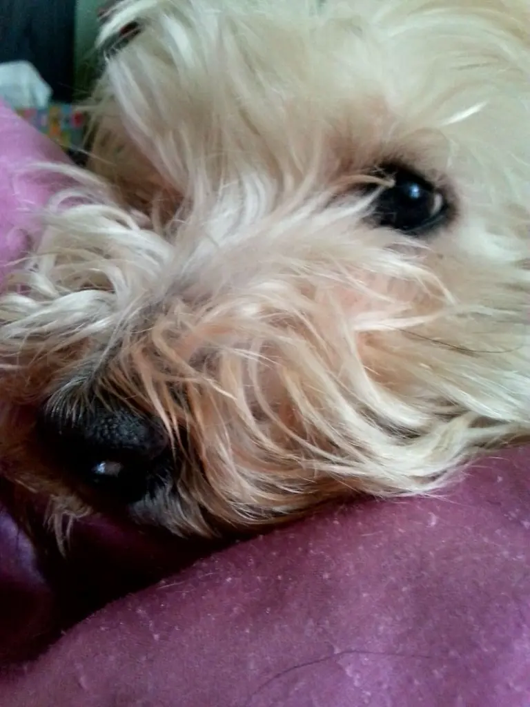 Andachtsbild von Nicole