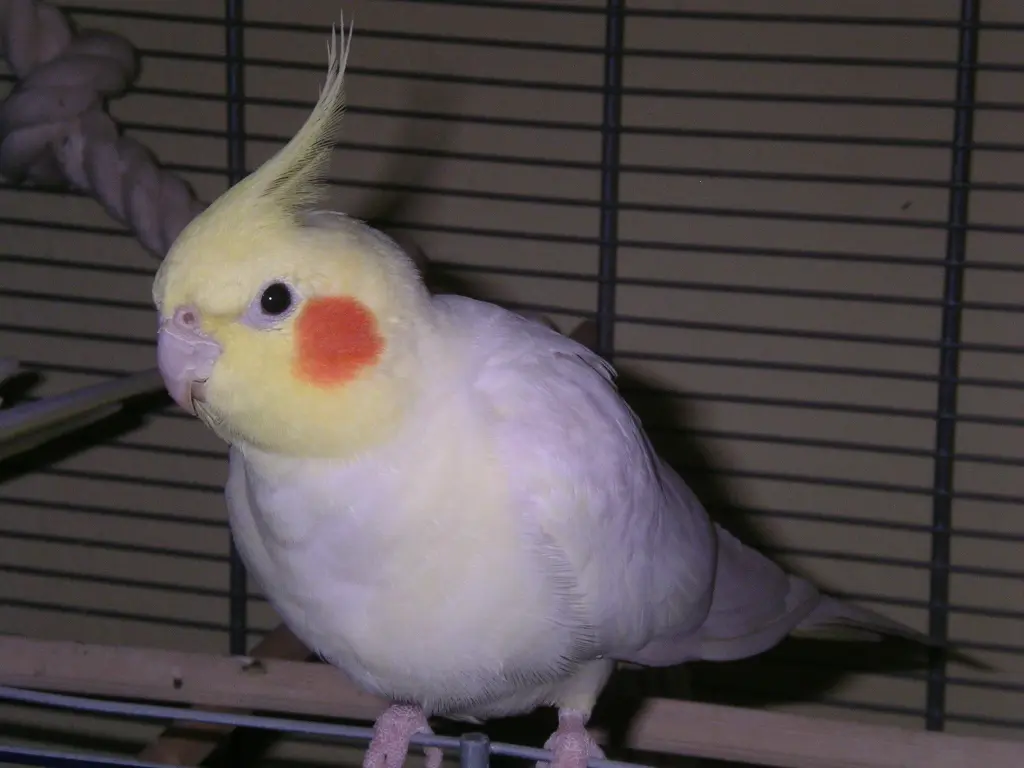 Image from Hähnchen-Clara