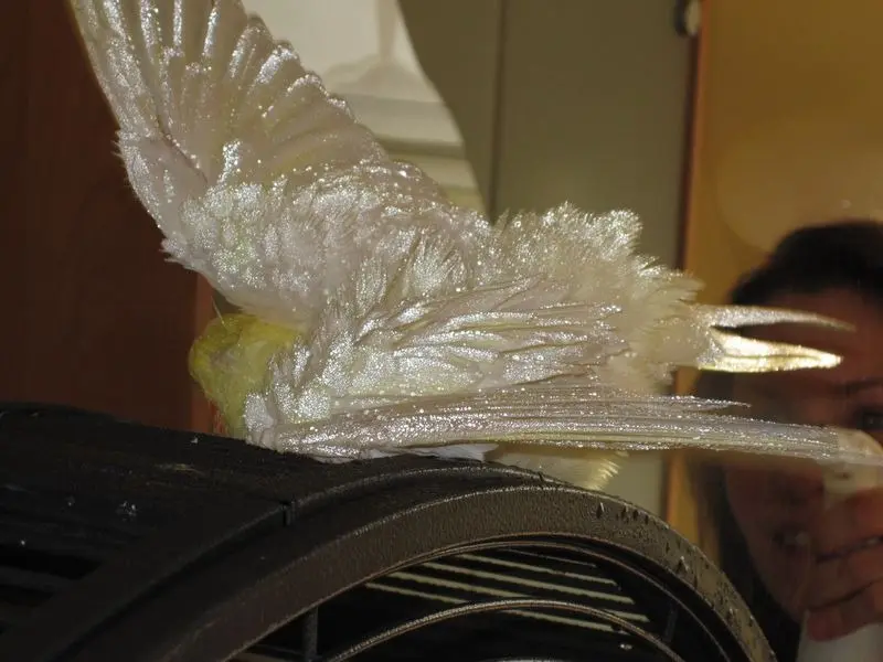 Image from Hähnchen-Clara