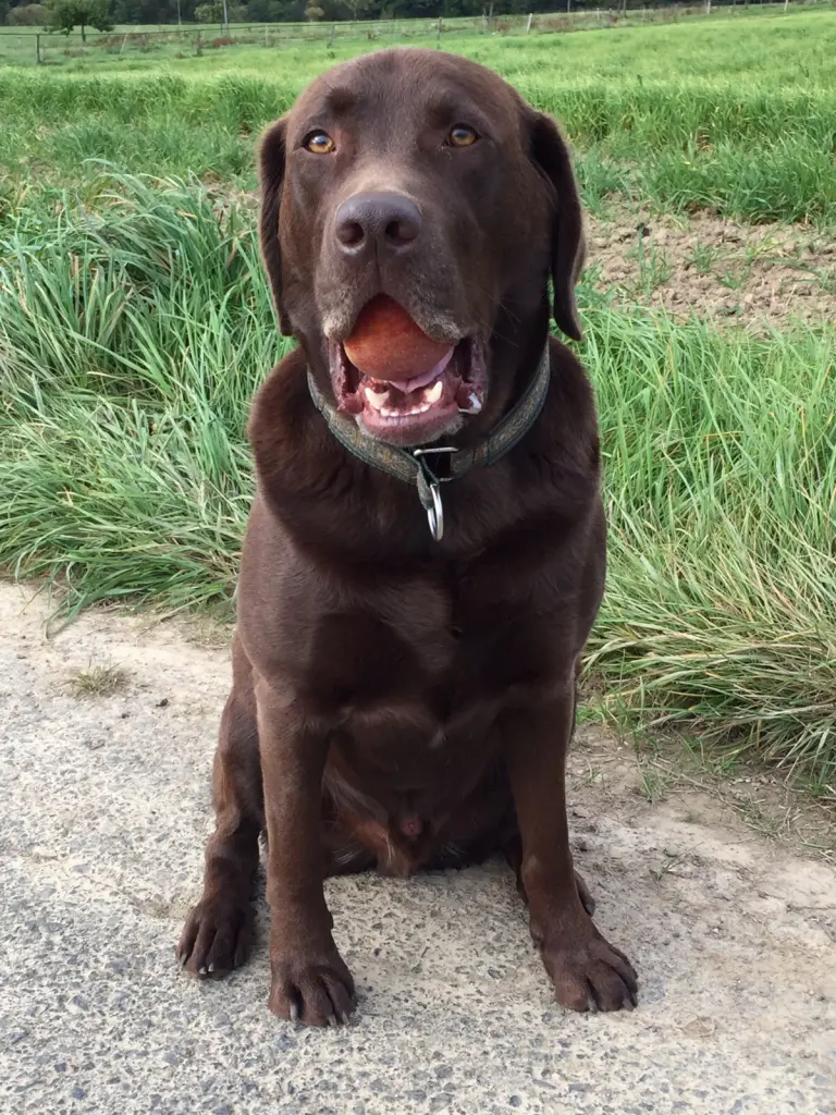 Andachtsbild von deinem Frauchen