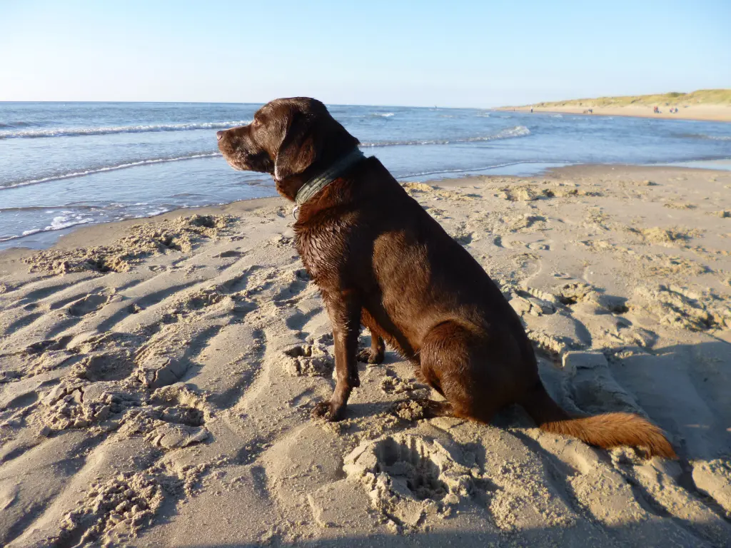 Andachtsbild von deinem Frauchen