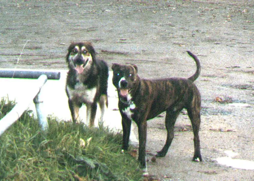 Image from Tyson