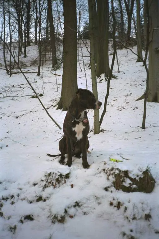 Image from Tyson