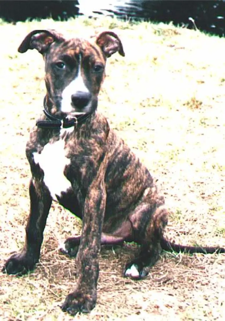 Image from Tyson
