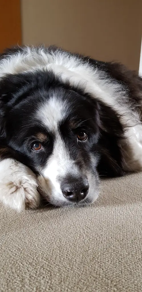 Andachtsbild von Annette mit Buddy im ❤