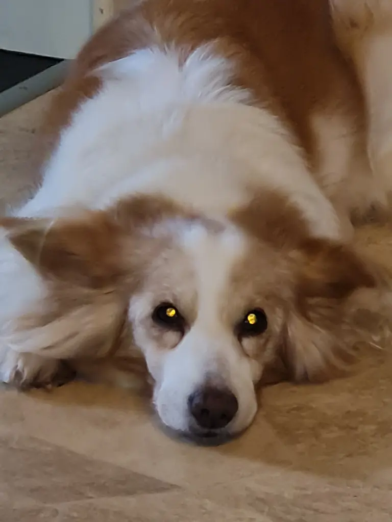 Andachtsbild von Monice