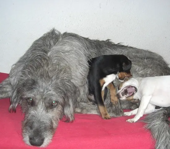 Image from Finnegan