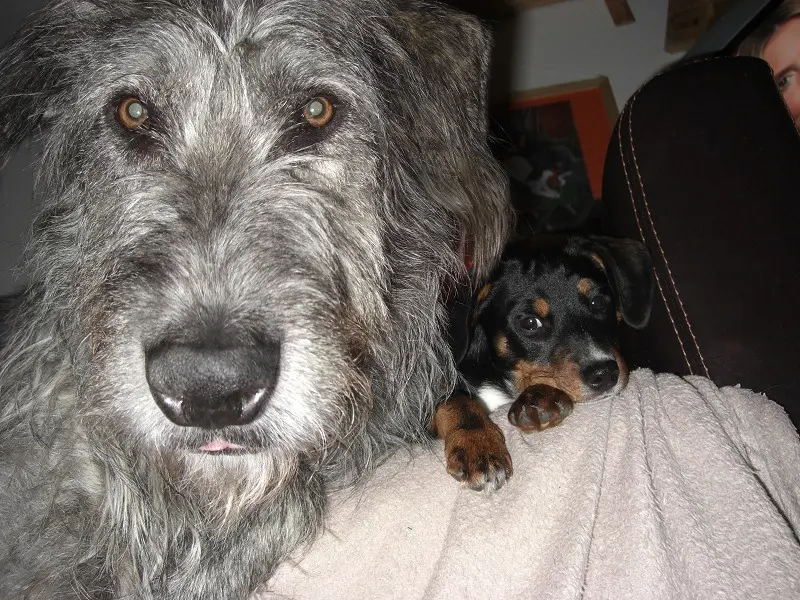 Image from Finnegan