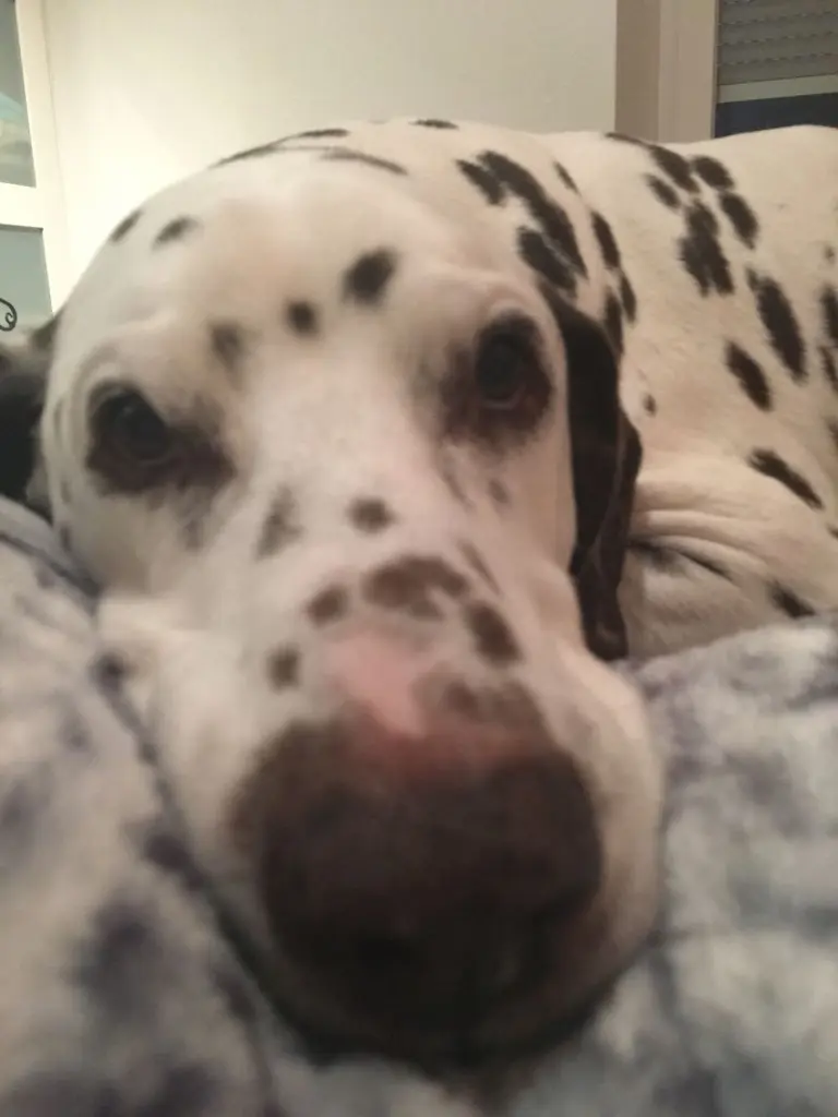 Andachtsbild von Kerstin mit Eddi