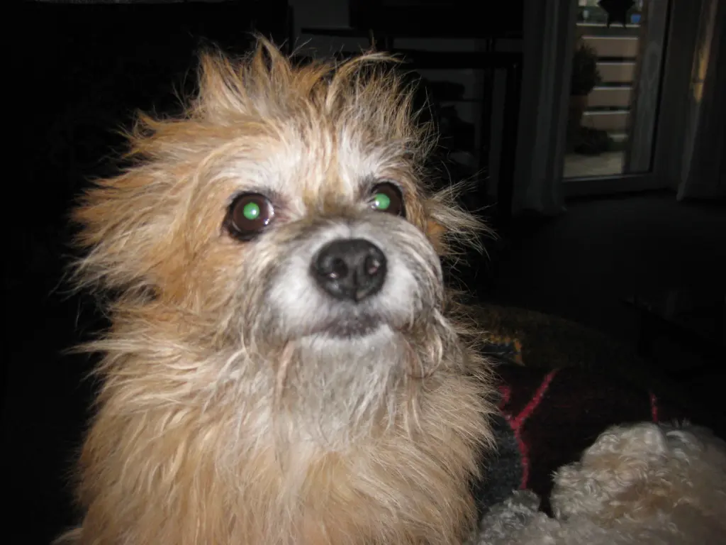Image from Gismo