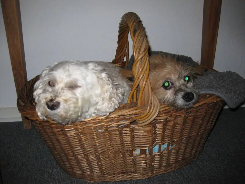 Image from Gismo