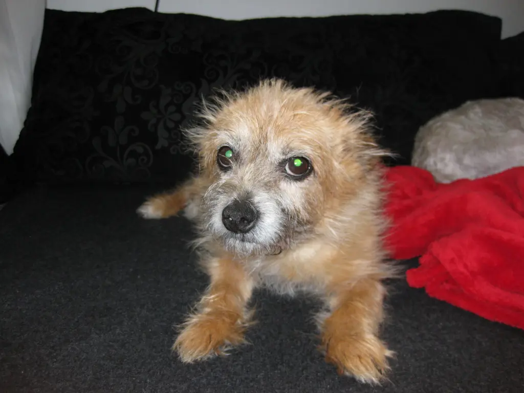 Image from Gismo