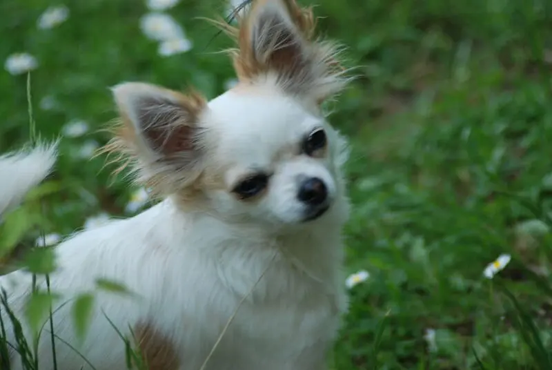 Andachtsbild von Petra + Meggy im Herzen