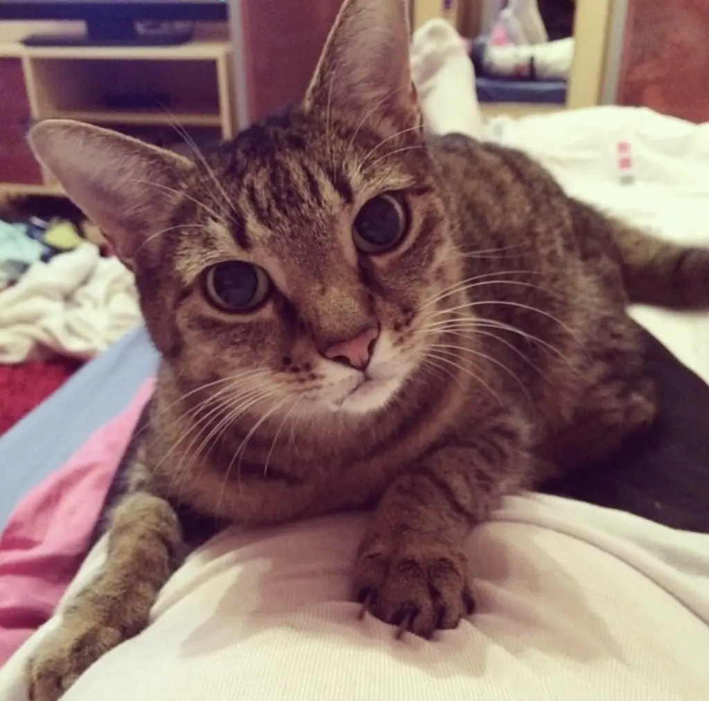 Condolence image of Narmina mit Cindi im Herzen