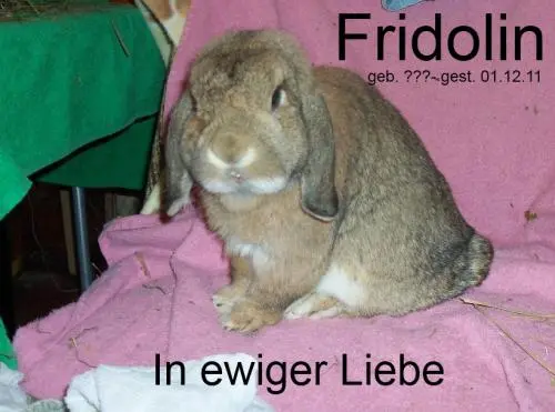 Image from Zwergkaninchen