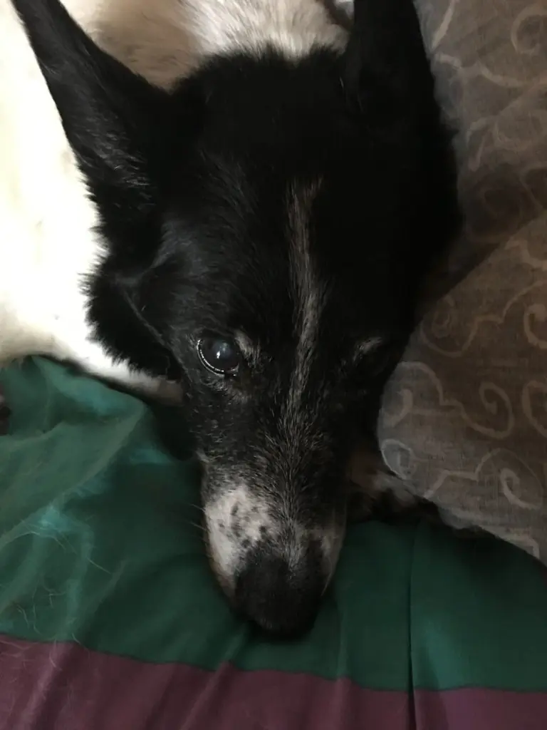 Image from Rusty