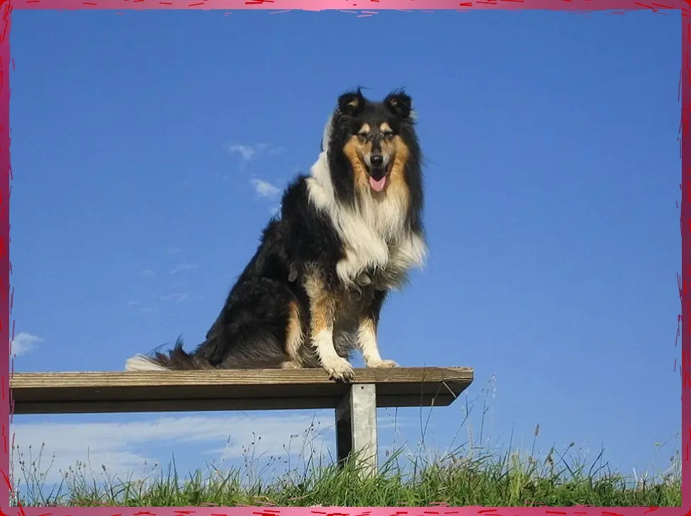 Andachtsbild von Collie in Not