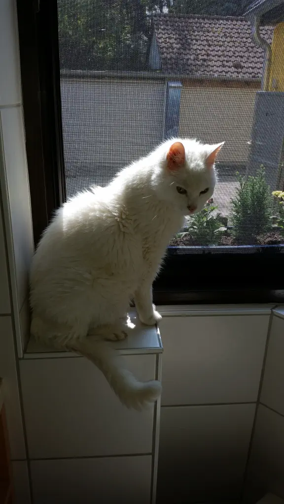 Image from Whitey