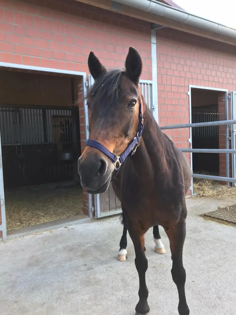 Andachtsbild von Anjana mit meinem Seelenpferd Blanka