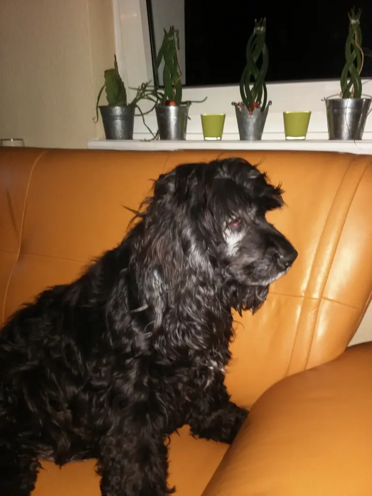 Andachtsbild von Susanne mit Bonnie überall