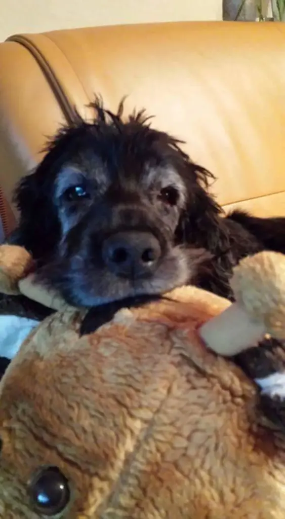 Andachtsbild von Susanne mit Bonnie überall