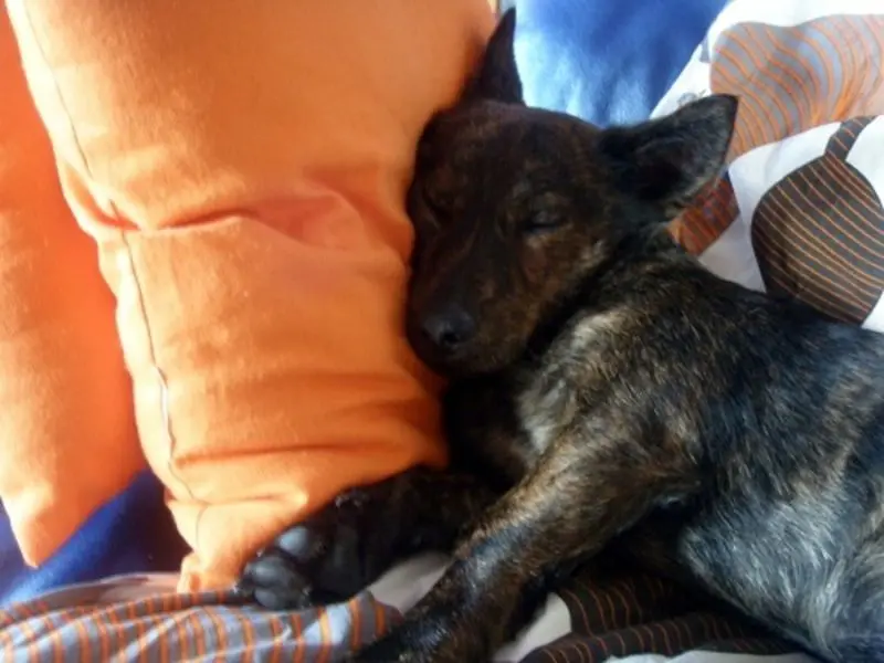 Andachtsbild von Mel mit Pepe