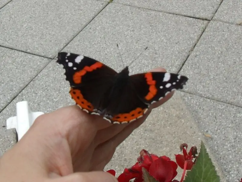 Andachtsbild von Jessica mit Amigo im Herzen