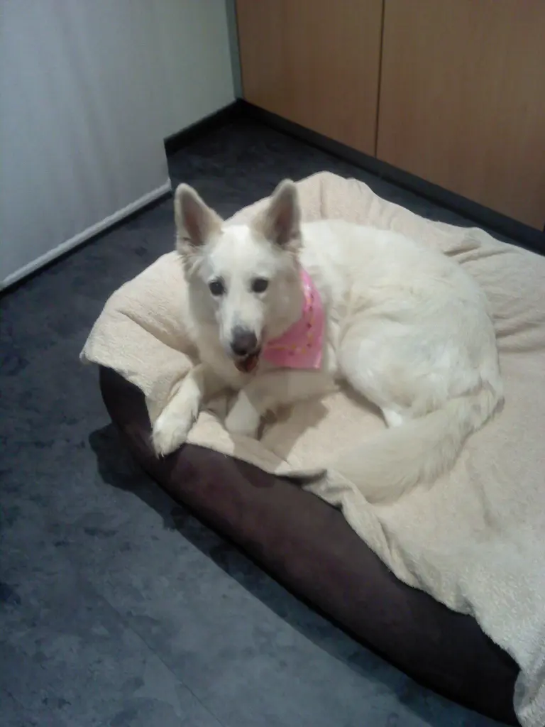 Andachtsbild von Cyra