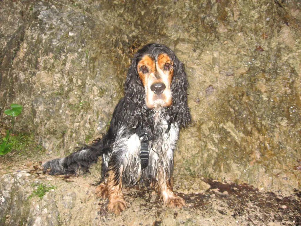 Andachtsbild von Amigo