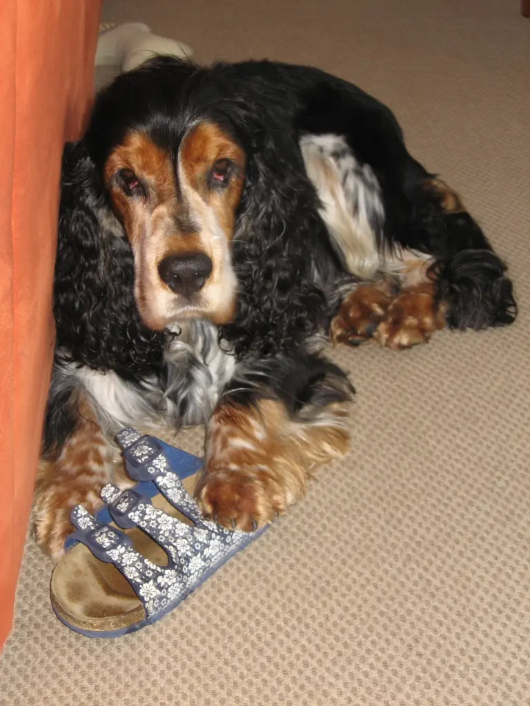 Andachtsbild von Amigo