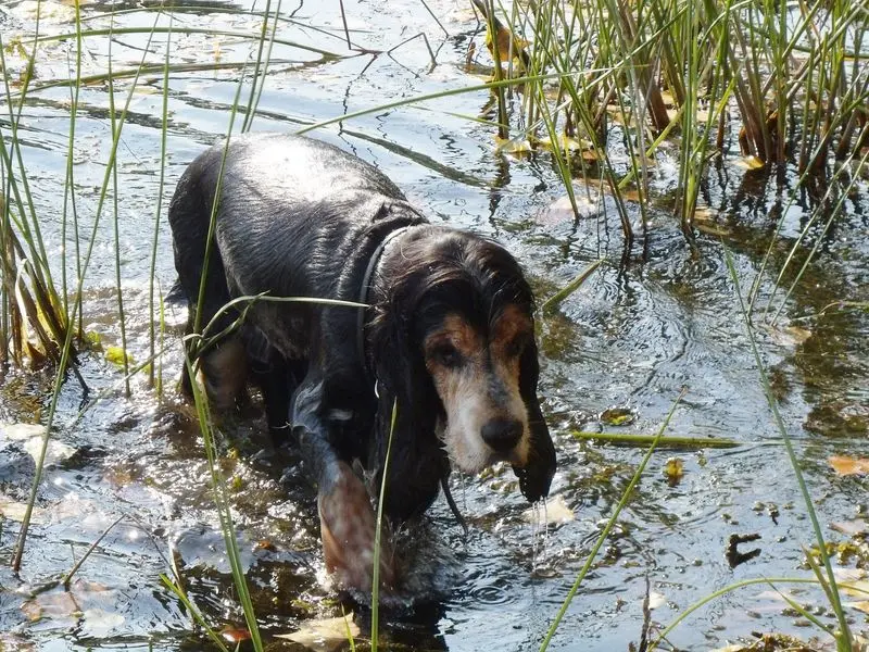 Andachtsbild von Amigo