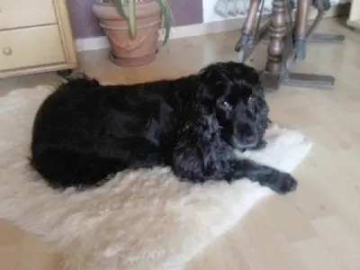 Andachtsbild von Bonnie für Amigo