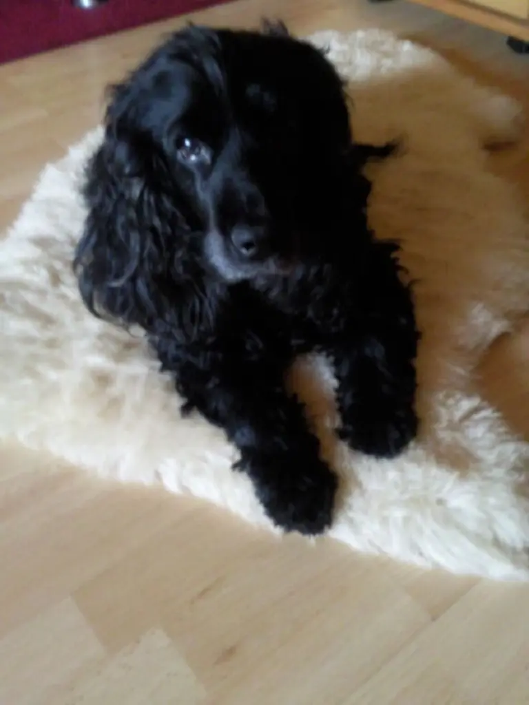 Andachtsbild von Bonnie