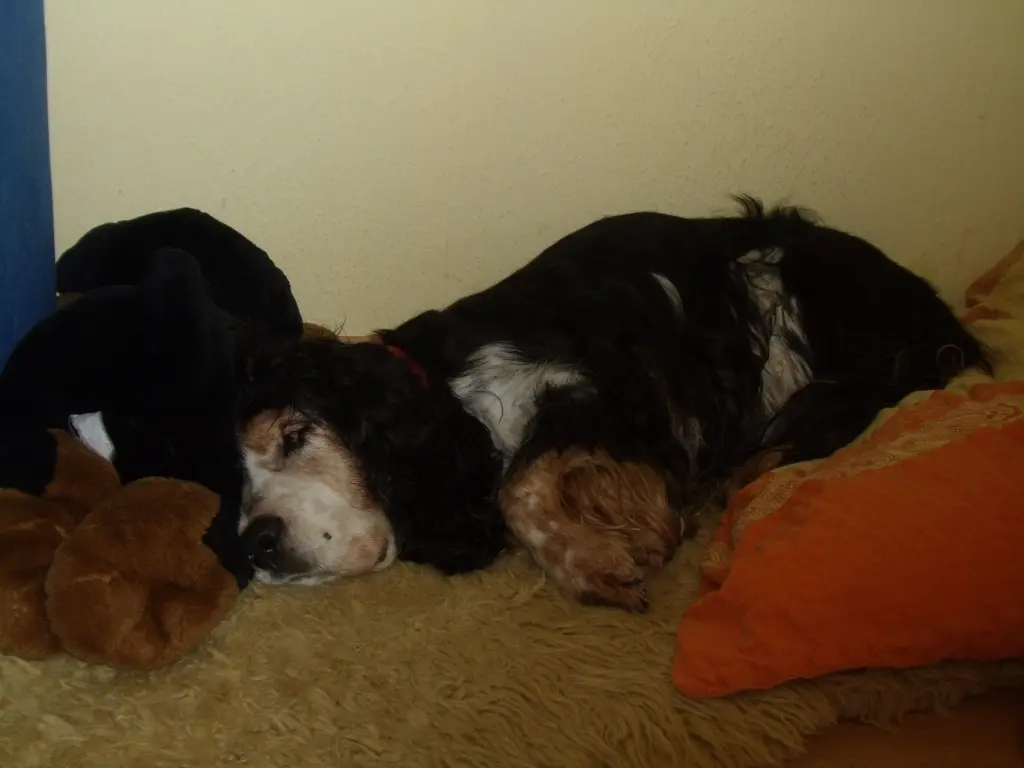 Andachtsbild von Amigo