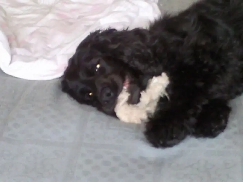 Andachtsbild von Suse