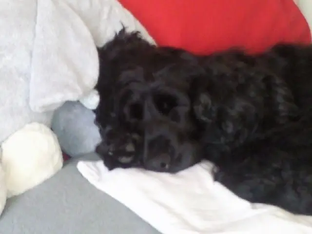 Andachtsbild von mir, mit "nur eine Bonnie"