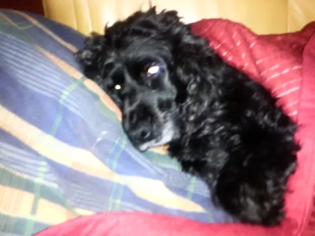 Andachtsbild von Bonnie