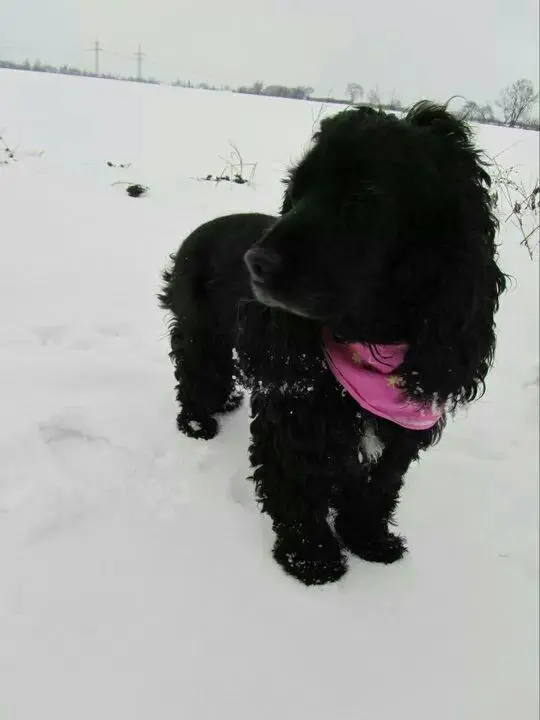 Andachtsbild von Unbekannt