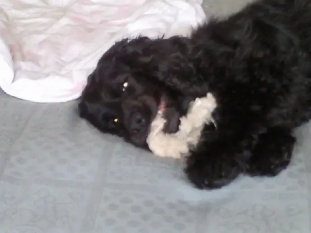 Andachtsbild von Frauchen