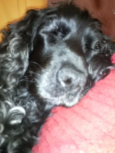 Andachtsbild von Unbekannt