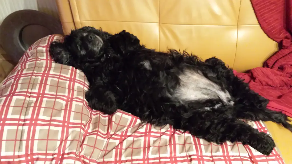 Andachtsbild von Unbekannt