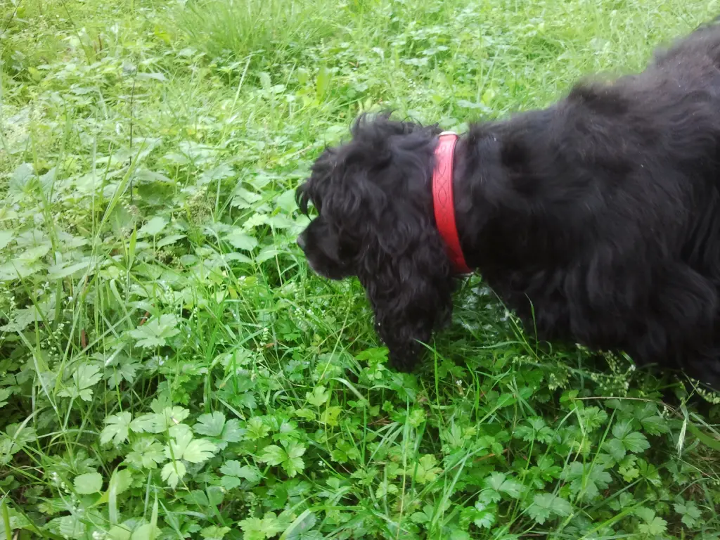 Andachtsbild von Unbekannt