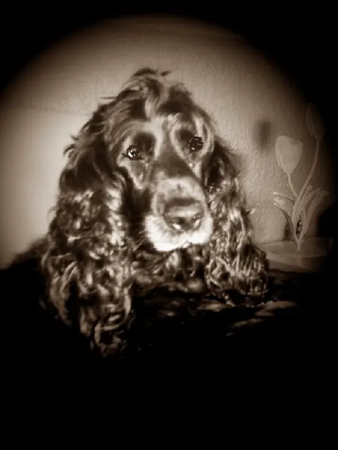 Andachtsbild von Unbekannt