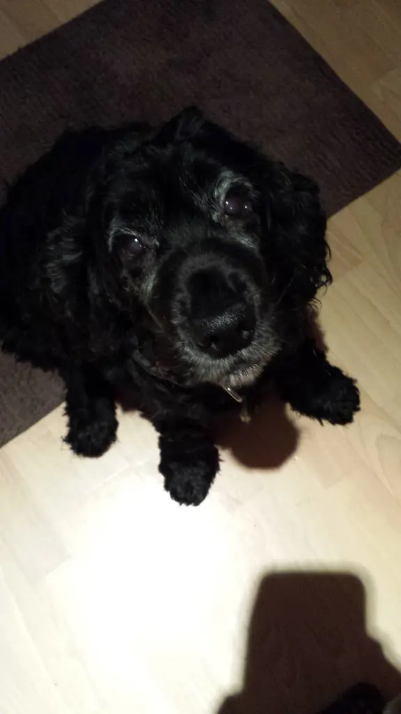 Andachtsbild von Unbekannt