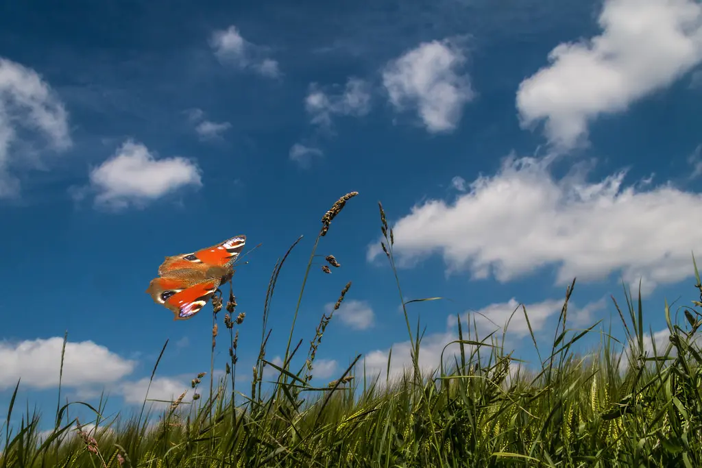 Andachtsbild von Donna