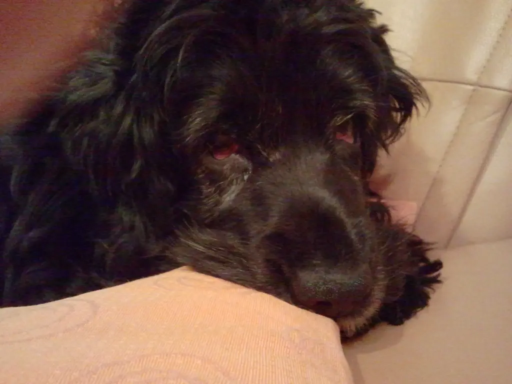 Andachtsbild von Bonnie und Sue