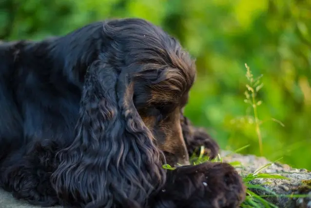 Andachtsbild von Unbekannt